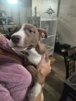 Kyla, a female Siberian Husky and American Pit Bull Terrier for sale in Birdsboro, PA – 2 of 2