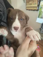 Kyla, a female Siberian Husky and American Pit Bull Terrier for sale in Birdsboro, PA – 1 of 1