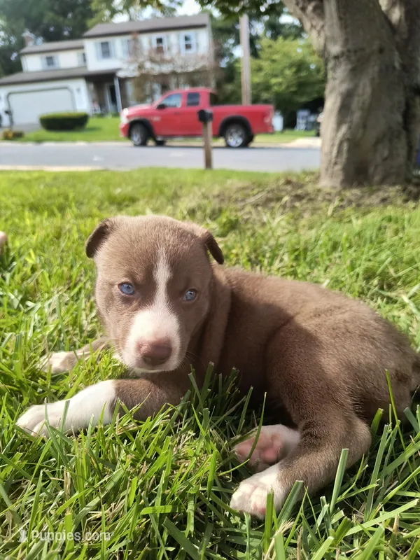 Lucy – Siberian Husky, American Pit Bull Terrier puppy for sale in Birdsboro, PA