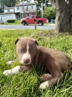 Lucy, a female Siberian Husky and American Pit Bull Terrier for sale in Birdsboro, PA – 1 of 1