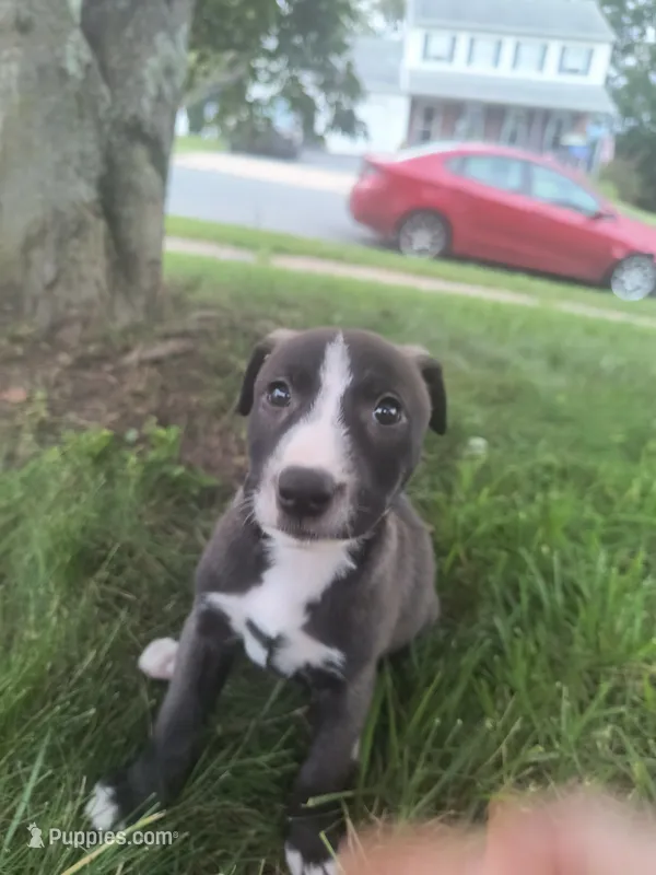 Layla – Siberian Husky, American Pit Bull Terrier puppy for sale in Birdsboro, PA