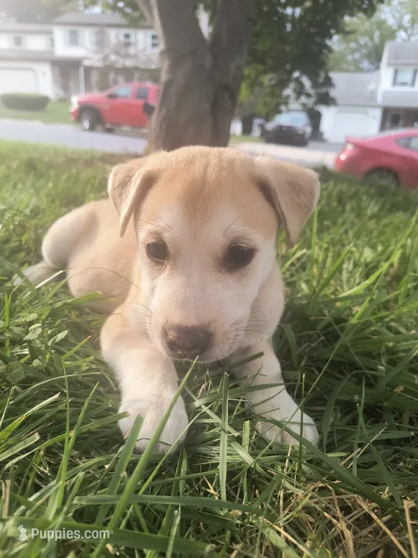 Harry – Siberian Husky, American Pit Bull Terrier puppy for sale in Birdsboro, PA