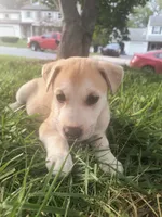 Harry, a male Siberian Husky and American Pit Bull Terrier for sale in Birdsboro, PA – 1 of 1