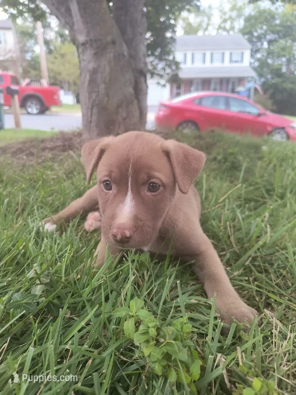 Cara – Siberian Husky, American Pit Bull Terrier puppy for sale in Birdsboro, PA