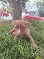 Cara, a female Siberian Husky and American Pit Bull Terrier for sale in Birdsboro, PA – 1 of 1
