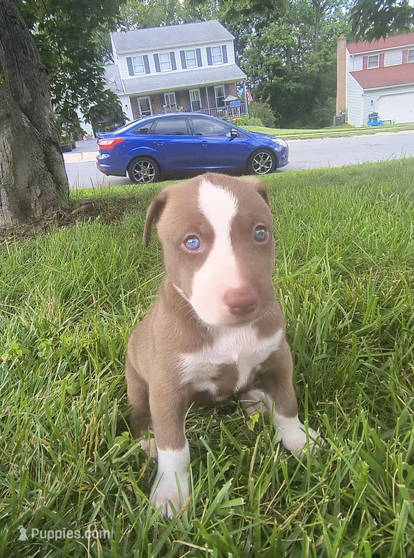 Trina – Siberian Husky, American Pit Bull Terrier puppy for sale in Birdsboro, PA