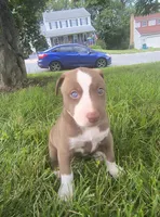 Trina, a female Siberian Husky and American Pit Bull Terrier for sale in Birdsboro, PA – 1 of 1
