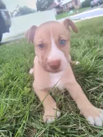 Troy, a male Siberian Husky and American Pit Bull Terrier for sale in Birdsboro, PA – 2 of 2