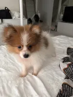 Luffy, a male Pomeranian for sale in Centreville, VA – 2 of 8