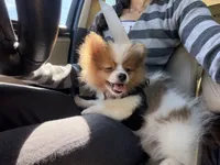 Luffy, a male Pomeranian for sale in Centreville, VA – 5 of 8