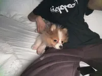 Luffy, a male Pomeranian for sale in Centreville, VA – 8 of 8