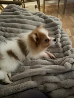 Luffy, a male Pomeranian for sale in Centreville, VA – 6 of 8