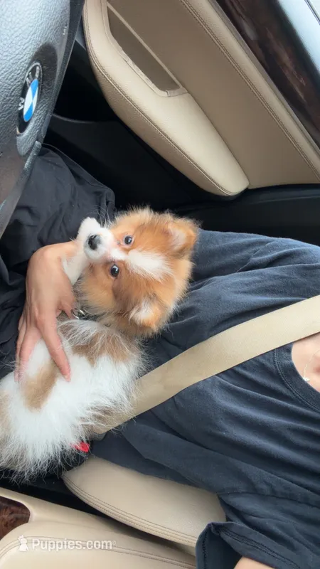 Luffy – Pomeranian puppy for sale in Centreville, VA