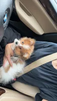 Luffy, a male Pomeranian for sale in Centreville, VA – 1 of 8