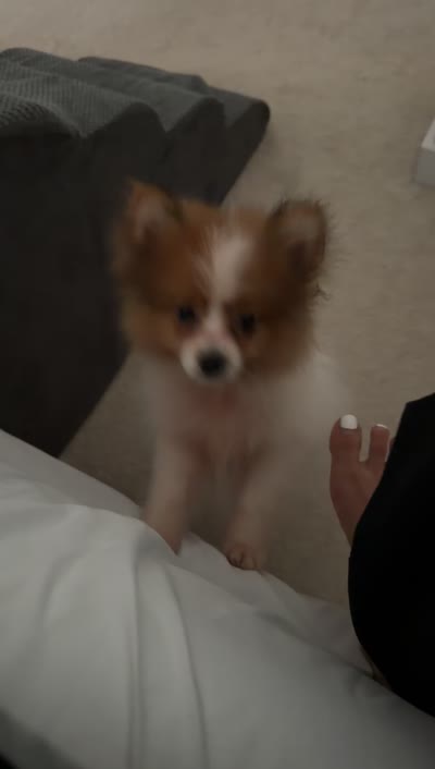 Luffy, a male Pomeranian for sale in Centreville, VA – 4 of 8