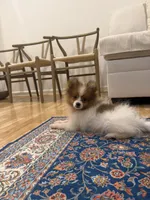 Luffy, a male Pomeranian for sale in Centreville, VA – 3 of 8