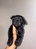 Expresso, a male Yorkipoo for sale in Manhattan, NY – 6 of 10