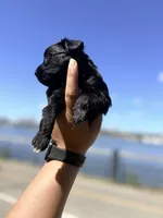 Expresso, a male Yorkipoo for sale in Manhattan, NY – 4 of 10