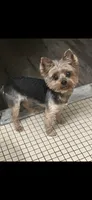 Expresso, a male Yorkipoo for sale in Manhattan, NY – 8 of 10