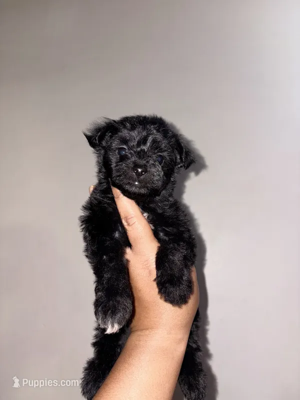 Expresso – Yorkipoo puppy for sale in Manhattan, NY