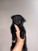 Expresso, a male Yorkipoo for sale in Manhattan, NY – 1 of 10