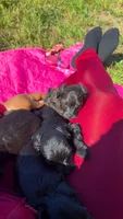 Expresso, a male Yorkipoo for sale in Manhattan, NY – 2 of 10