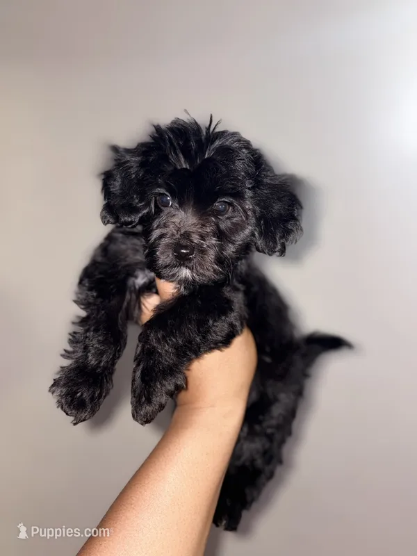 Coffee  – Yorkipoo puppy for sale in Manhattan, NY