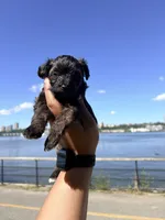 Truffle , a male Yorkipoo for sale in Manhattan, NY – 5 of 10