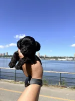Coffee , a female Yorkipoo for sale in Manhattan, NY – 9 of 9