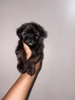 Truffle , a male Yorkipoo for sale in Manhattan, NY – 1 of 10