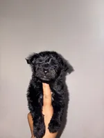 Expresso, a male Yorkipoo for sale in Manhattan, NY – 9 of 10
