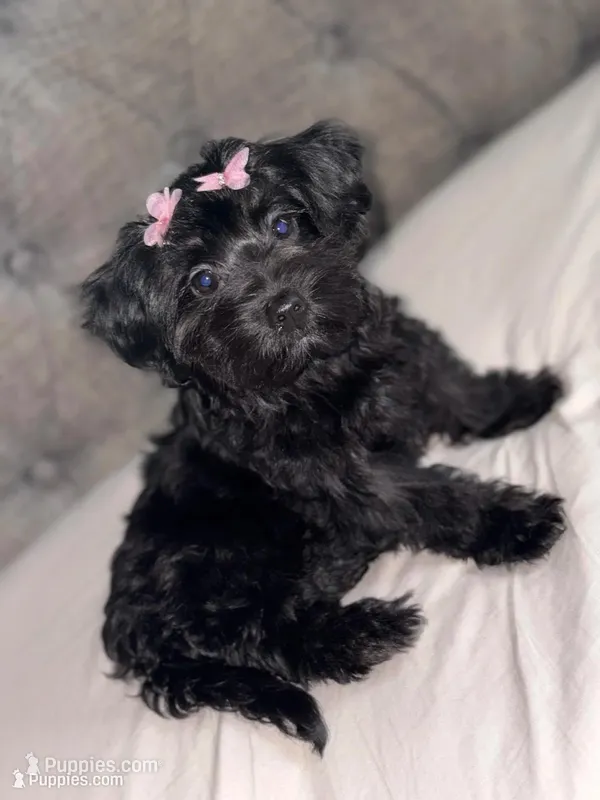 Cotton  – Yorkipoo puppy for sale in Manhattan, NY