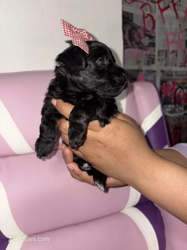Cotton  – Yorkipoo puppy for sale in Manhattan, NY