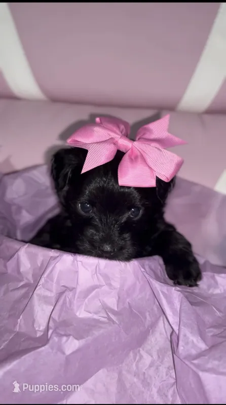 Cotton  – Yorkipoo puppy for sale in Manhattan, NY