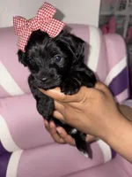 Cotton , a female Yorkipoo for sale in Manhattan, NY – Photo 3 of 9