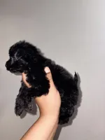 Expresso, a male Yorkipoo for sale in Manhattan, NY – 3 of 10