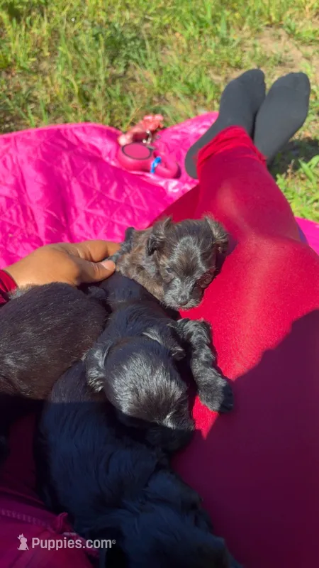 Coffee  – Yorkipoo puppy for sale in Manhattan, NY