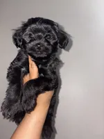 Cashmere, a male Yorkipoo for sale in Manhattan, NY – Photo 1 of 6