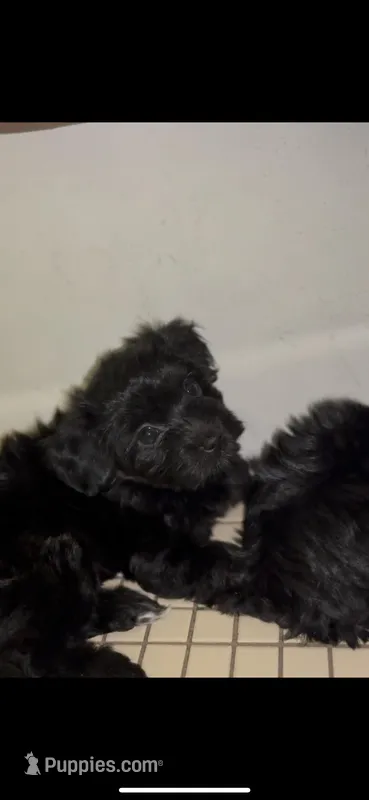 Cashmere – Yorkipoo puppy for sale in Manhattan, NY