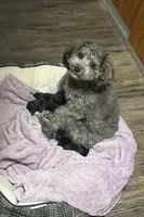 Cashmere, a male Yorkipoo for sale in Manhattan, NY – Photo 5 of 6