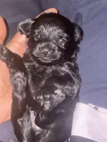 Cashmere, a male Yorkipoo for sale in Manhattan, NY – Photo 4 of 6