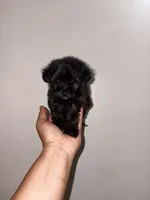 Truffle , a male Yorkipoo for sale in Manhattan, NY – 3 of 10