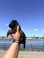 Truffle , a male Yorkipoo for sale in Manhattan, NY – 6 of 10