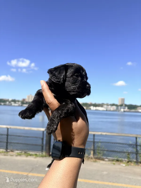 Coffee  – Yorkipoo puppy for sale in Manhattan, NY