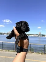 Coffee , a female Yorkipoo for sale in Manhattan, NY – 2 of 9