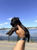 Truffle , a male Yorkipoo for sale in Manhattan, NY – 4 of 10