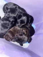 Coffee , a female Yorkipoo for sale in Manhattan, NY – 4 of 9