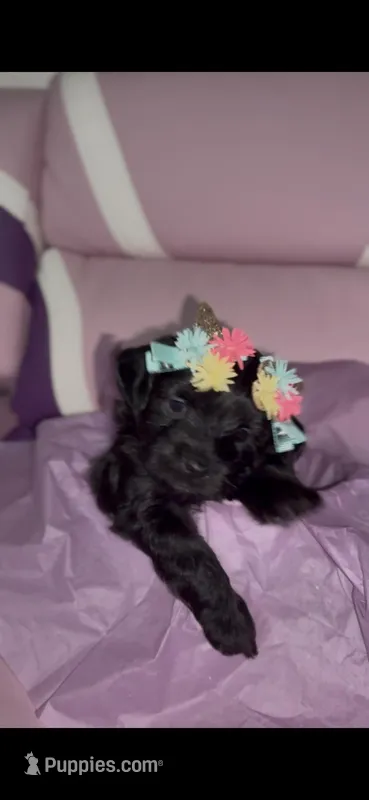 Ice – Yorkipoo puppy for sale in Manhattan, NY