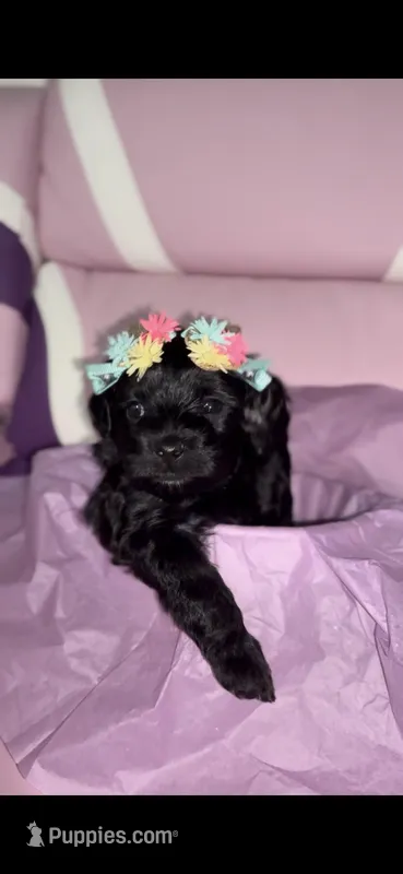 Ice – Yorkipoo puppy for sale in Manhattan, NY
