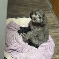 Ice, a female Yorkipoo for sale in Manhattan, NY – Photo 9 of 9